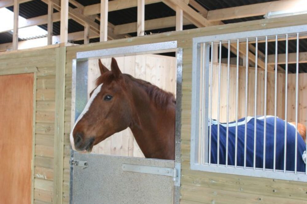 Brown horse in stable